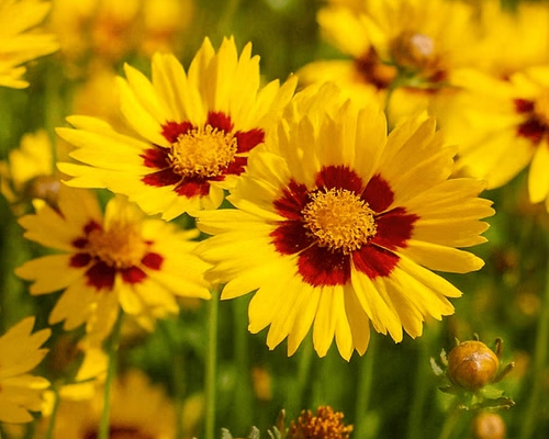COREOPSIS LANCEOLATA ‘STERNTALER’