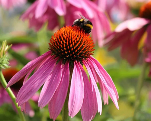 ECHINACEA PURPUREA