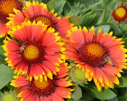 GAILLARDIA ARISTATA ‘ARIZONA SUN’