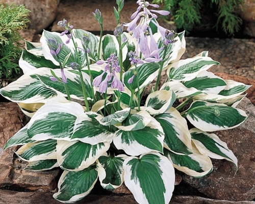 HOSTA ‘PATRIOT’