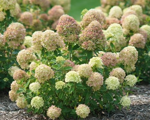 HYDRANGEA PANICULATA ‘JANE’ LITTLE LIME
