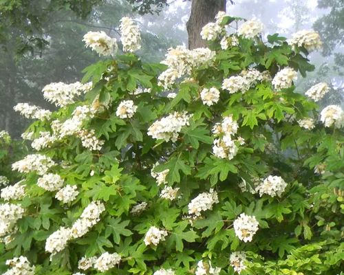 HYDRANGEA QUERCIFOLIA ‘ALICE’