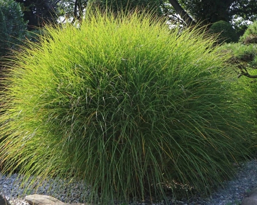 MISCANTHUS SINENSIS