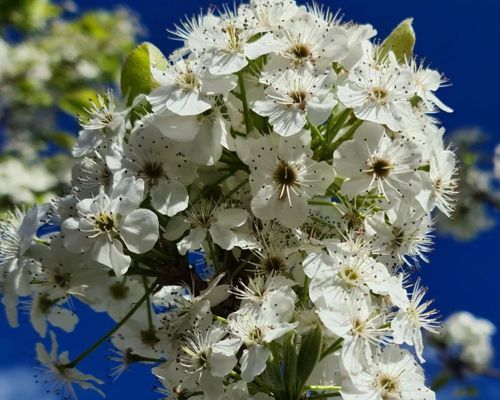 PYRUS CALLERYANA ‘CHANTICLEER’