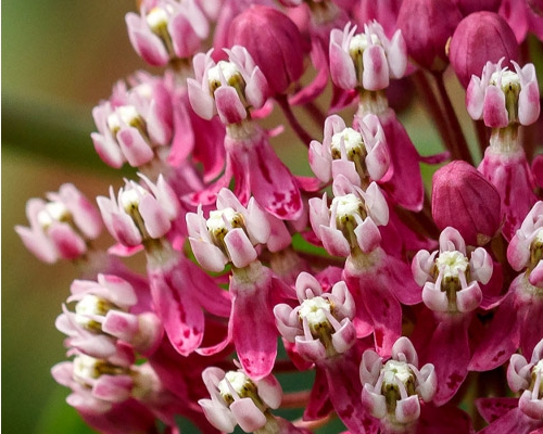 ASCLEPIAS INCARNATA 'SOULMATE'