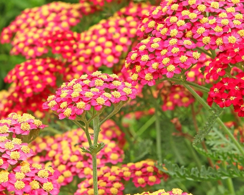 ACHILLEA MILLEFOLIUM ‘PAPRIKA’
