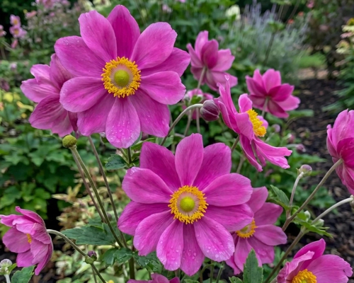 ANEMONE × HYBRIDA ‘PAMINA