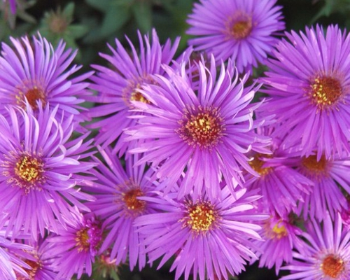 ASTER HYBRIDA ‘WOOD'S PURPLE’ 