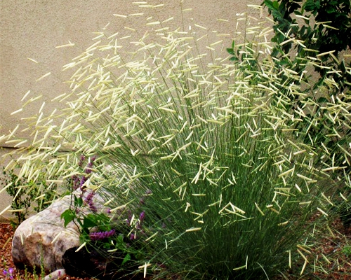 BOUTELOUA GRACILIS