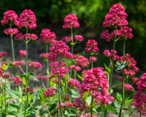 CENTRANTHUS RUBER ‘ROSENROT’