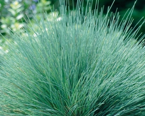 CORYNEPHORUS CANESCENS ‘SPIKY BLUE’