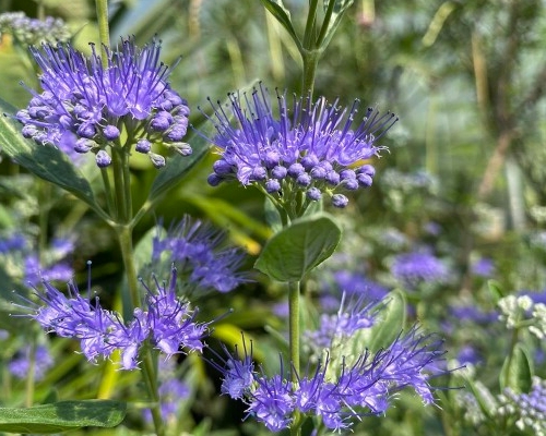 CARYOPTERIS × CLANDONENSIS 'DARK KNIGHT'