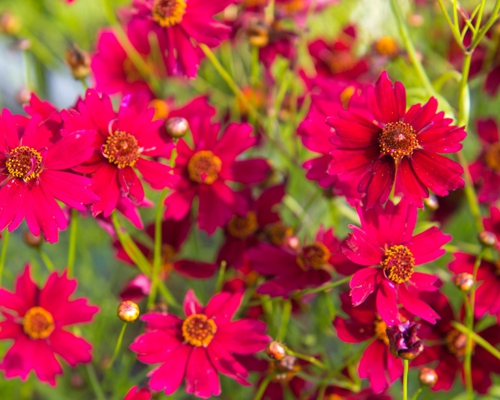 COREOPSIS VERTICILLATA 'RUBY RED'