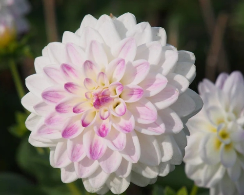 DAHLIA 'WITTEM'