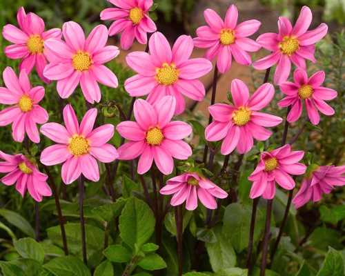 DAHLIA TOPMIX PINK