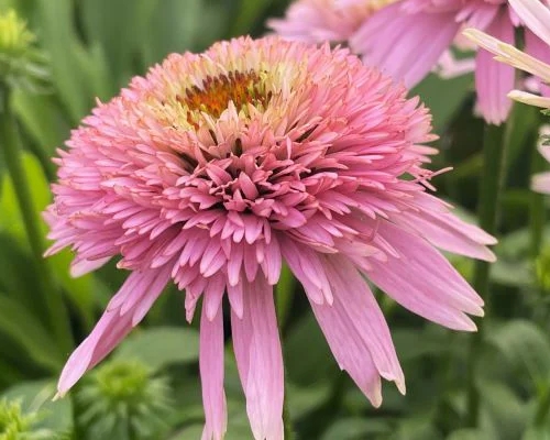 ECHINACEA PURPUREA ‘BUTTERFLY KISSES’
