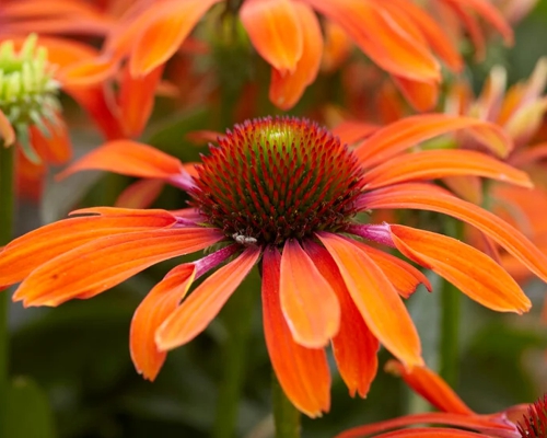 ECHINACEA PURPUREA ‘JULIA’