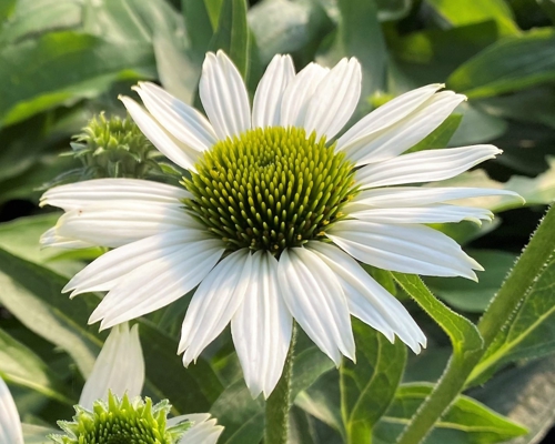ECHINACEA PURPUREA KISMET® WHITE