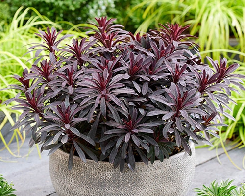 EUPHORBIA AMYGDALOIDES ‘MINER’S MERLOT’