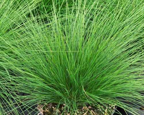 FESTUCA AMETHYSTINA