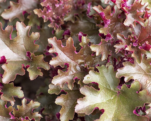 HEUCHERA × HYBRIDA 'WORLD CAFFÉ™ LUNGO'