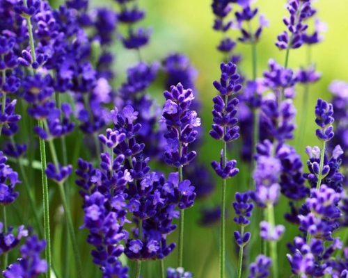 LAVANDULA ANGUSTIFOLIA ‘ELLAGANCE PURPLE’