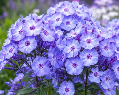 PHLOX PANICULATA ‘BLUE DOLPHIN’