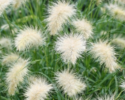 PENNISETUM VILLOSUM