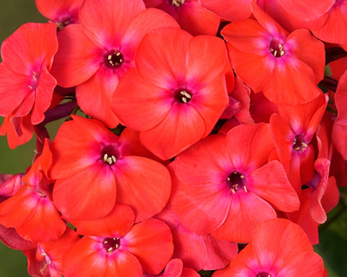PHLOX PANICULATA FLAME® WATERMELON