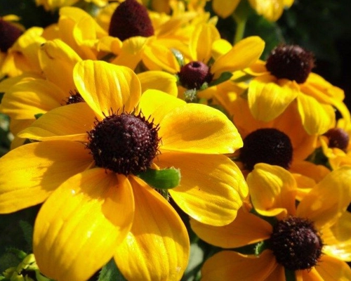 RUDBECKIA HIRTA 'TOTO GOLD'