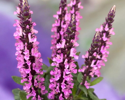 SALVIA NEMOROSA ‘MIDNIGHT ROSE’