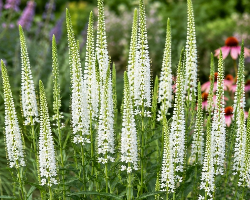 VERONICA LONGIFOLIA ‘ALBA’