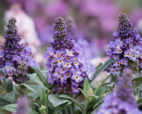 BUDDLEJA DAVIDII LITTLE ROCKSTARS® BLUE