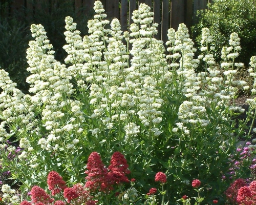 CENTRANTHUS RUBER ‘ALBUS’