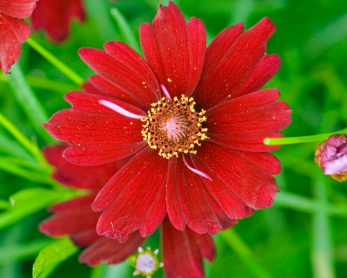 COREOPSIS 'LIMEROCK RUBY'