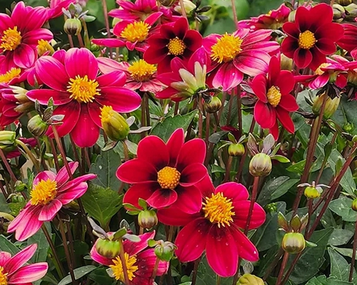 DAHLIA TOPMIX PURPLE