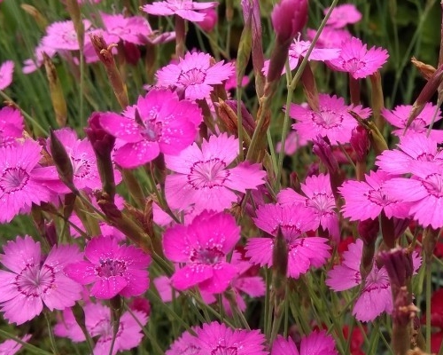 DIANTHUS DELTOIDES 'ERECTUS'