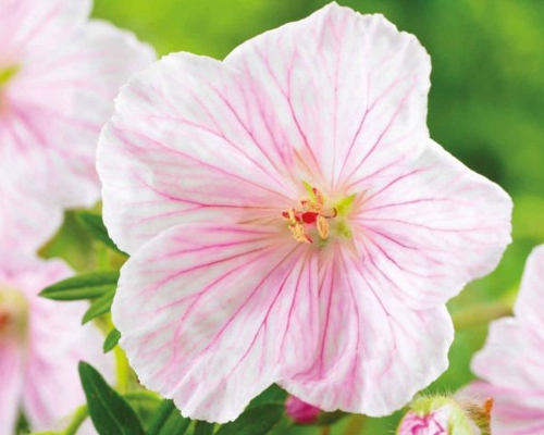GERANIUM SANGUINEUM ssp. STRIATUM