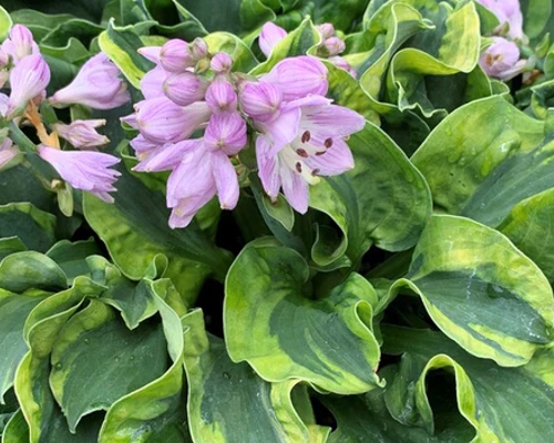 HOSTA HYBRID 'SCHOOL MOUSE' 