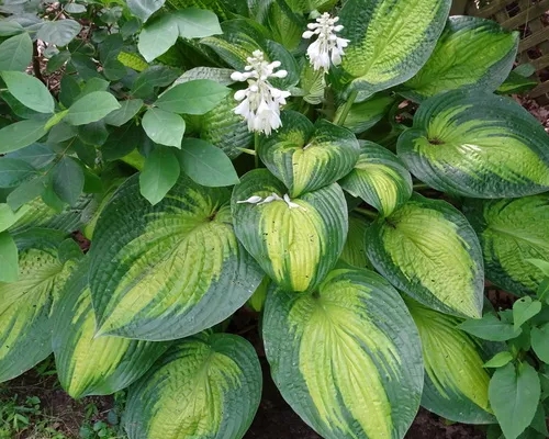 HOSTA ‘PARADIGM’