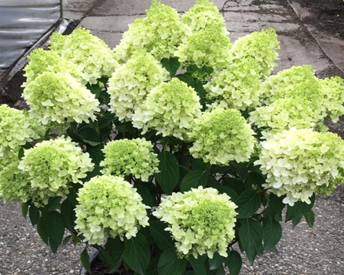 HYDRANGEA PANICULATA 'SKYFALL' 