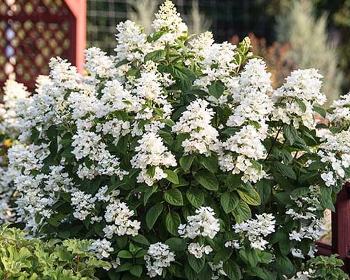 HYDRANGEA PANICULATA ‘WHITE LADY’