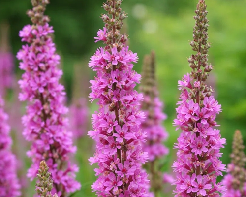 LYTHRUM SALICARIA ‘ROSY GEM’
