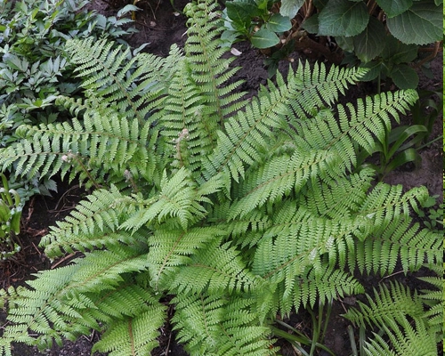 POLYSTICHUM SETIFERUM ‘HERRENHAUSEN’