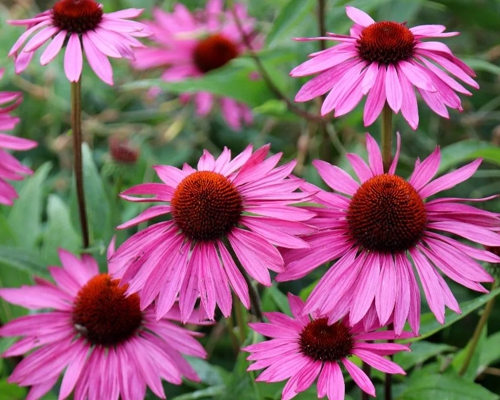 ECHINACEA PURPUREA 'RUBINSTERN'