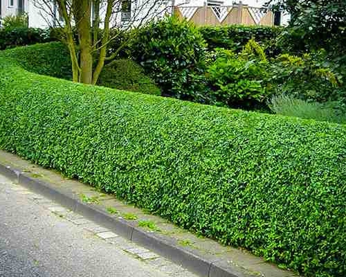 LIGUSTRUM OVALIFOLIUM 