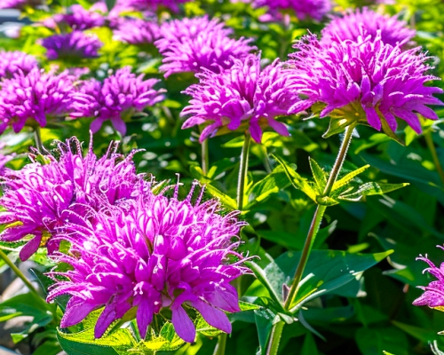 MONARDA DIDYMA 'BABY SPICE'