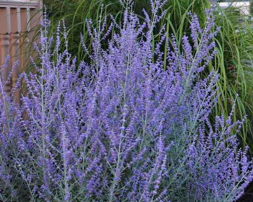 PEROVSKIA ATRIPLICIFOLIA 'BLUE STEEL'
