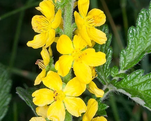 AGRIMONIA EUPATORIA