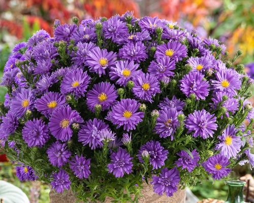 ASTER DUMOSUS 'ALPHA DARK PURPLE'